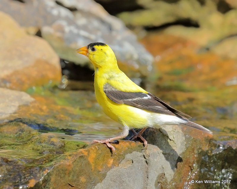 American Goldfinch male, Rogers Co. yard, OK, 7-30-17, Jda_12961.jpg