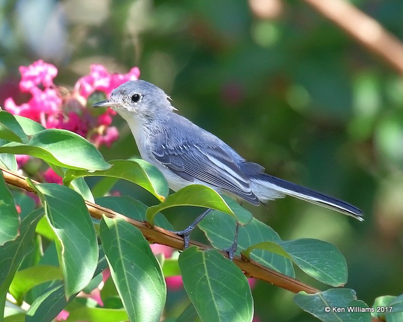 Blue-gray Gnatcatcher, Rogers Co. yard, OK, 7-30-17, Jda_12936.jpg