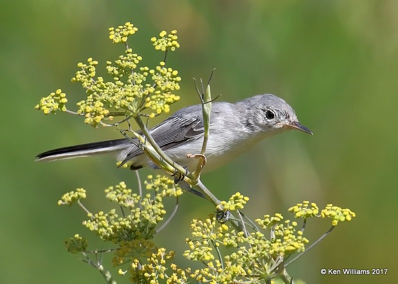 Blue-gray Gnatcatcher, Rogers Co. yard, OK, 7-30-17, Jda_12948.jpg