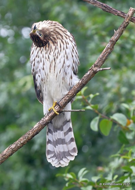 Cooper's Hawk juvenile, Rogers Co yard, OK, 8-12-17, Jda_13302.jpg