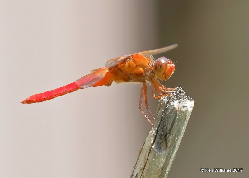 Neon Skimmer, Rogers Co. yard, OK, 7-30-17, Jda_13008.jpg