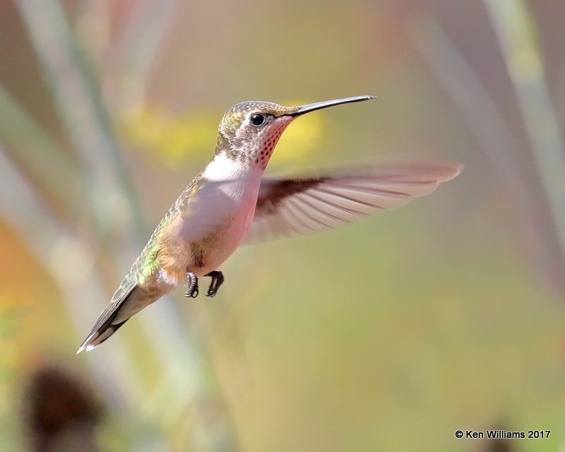 Ruby-throated Hummingbird immature male, Rogers Co yard, OK, 8-11-17, Jda_13215.jpg