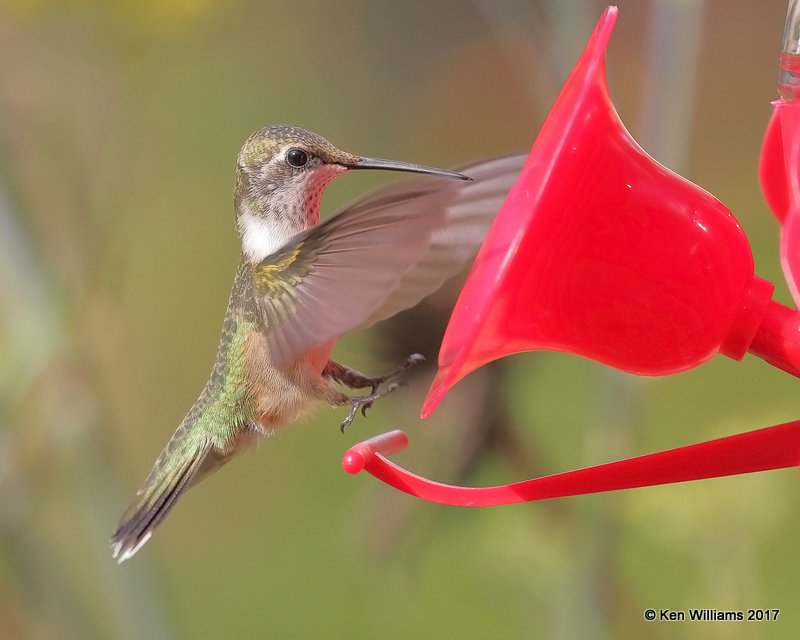 Ruby-throated Hummingbird immature male, Rogers Co yard, OK, 8-11-17, Jda_13223.jpg