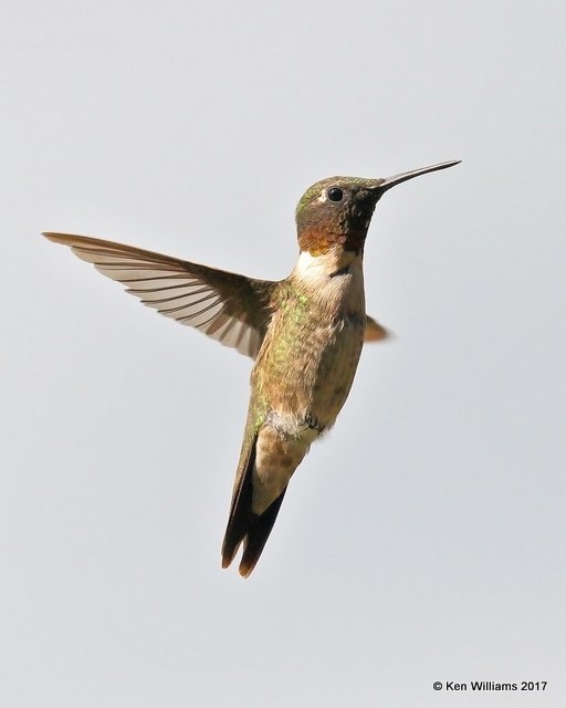 Ruby-throated Hummingbird male, Rogers Co yard, OK, 8-11-17, Jda_13229.jpg