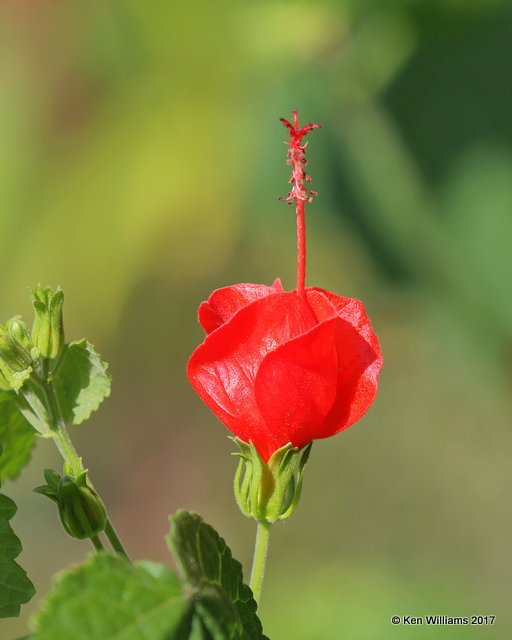 Turk's Cap, Rogers Co yard, OK, 8-11-17, Jda_13246.jpg