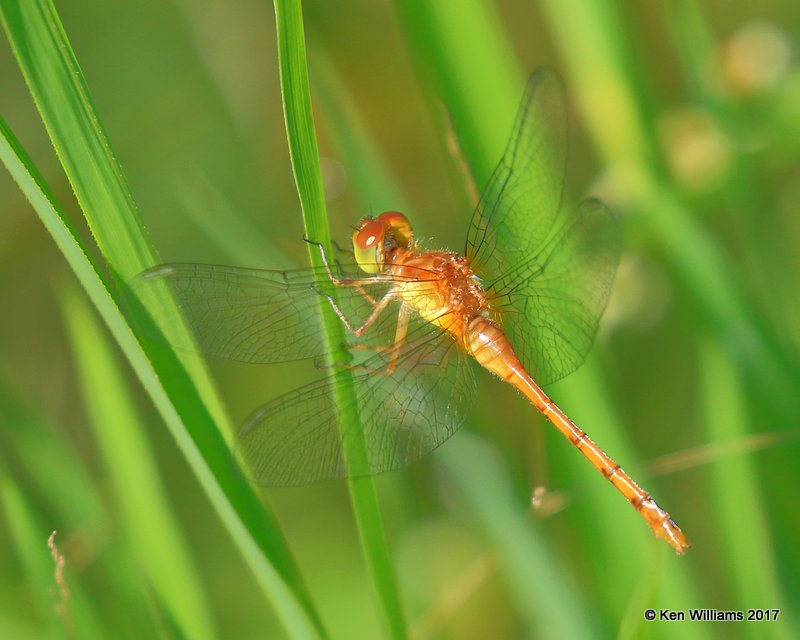 Autumn Meadowhawk female, Nickel TNC Preserve, Cherokee Co, OK, 7-6-17, Jda_12404.jpg