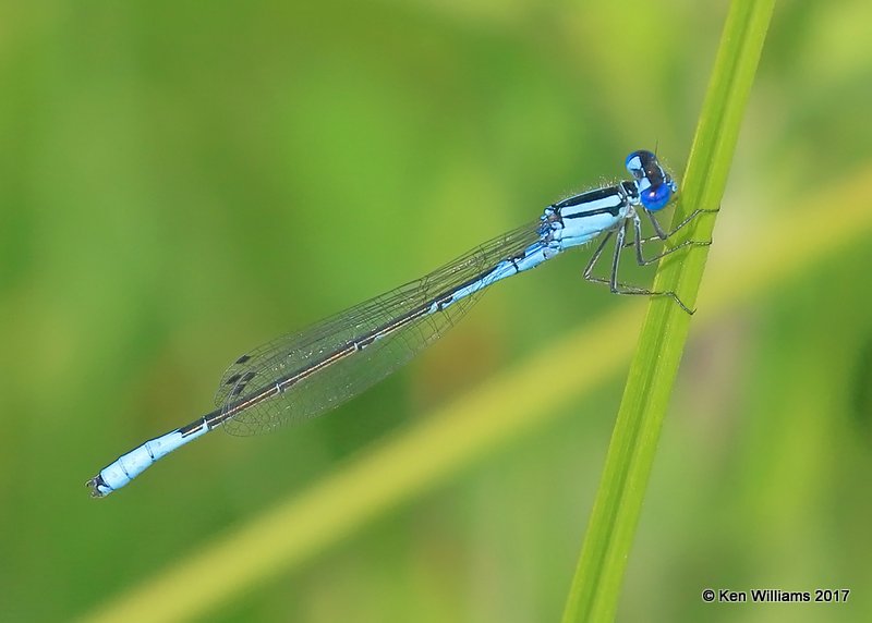 Azure Bluet male, Nickel TNC Preserve, Cherokee Co, OK, 7-6-17, Jda_12519.jpg