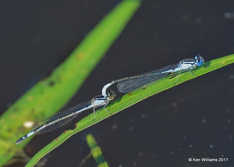 Azure Bluet pair, Nickel TNC Preserve, Cherokee Co, OK, 7-6-17, Jda_12579.jpg