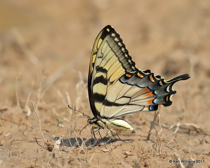 Eastern Tiger Swallowtail, Nickel TNC Preserve, Cherokee Co, OK, 7-6-17, Jda_12707.jpg