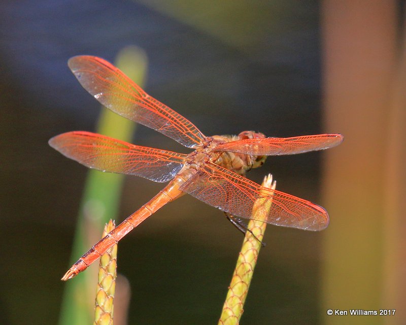 Golden-winged Skimmer male, Nickel TNC Preserve, Cherokee Co, OK, 7-6-17, Jda_12741.jpg