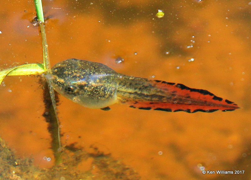 Gray Treefrog Tadpole, Nickel TNC Preserve, Cherokee Co, OK, 7-6-17, Jda_12691.jpg