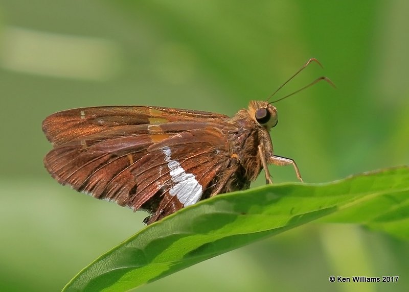 Silver-spotted Skipper, Nickel TNC Preserve, Cherokee Co, OK, 7-6-17, Jda_12678.jpg