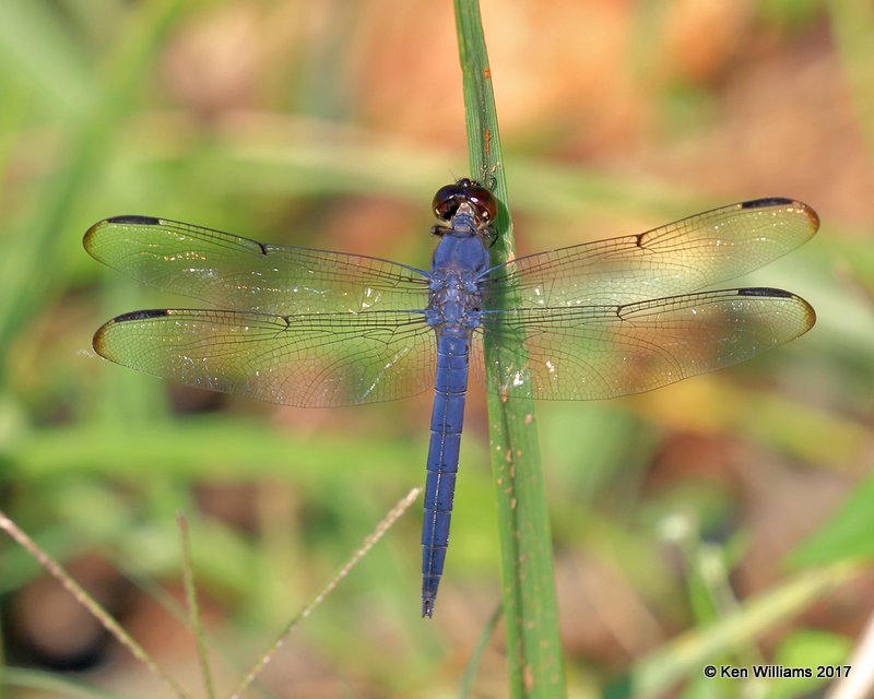 Slaty Skimmer male, Nickel TNC Preserve, Cherokee Co, OK, 7-6-17, Jda_12532.jpg