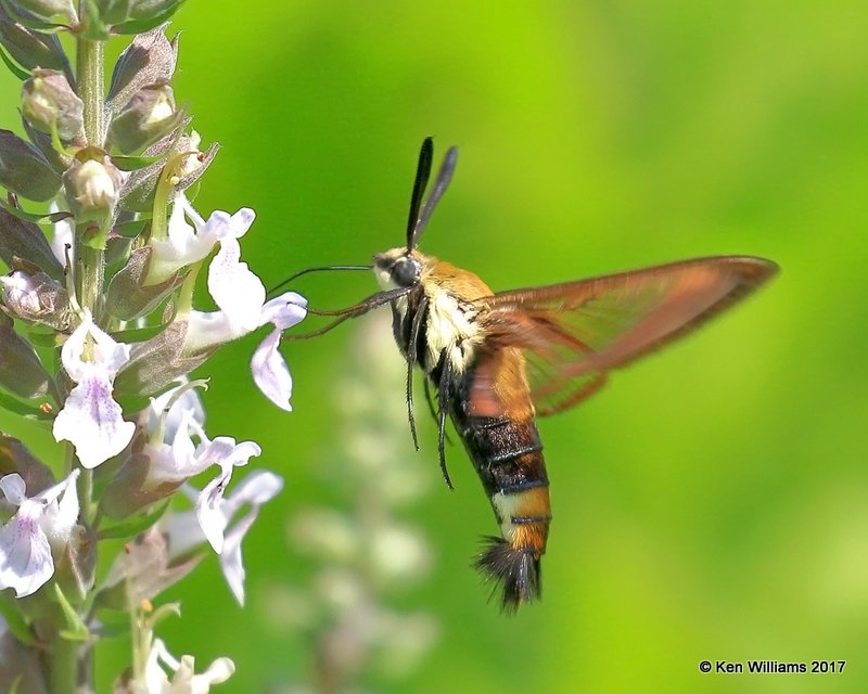 Snowberry Clearwing, Nickel TNC Preserve, Cherokee Co, OK, 7-6-17, Jda_12671.jpg