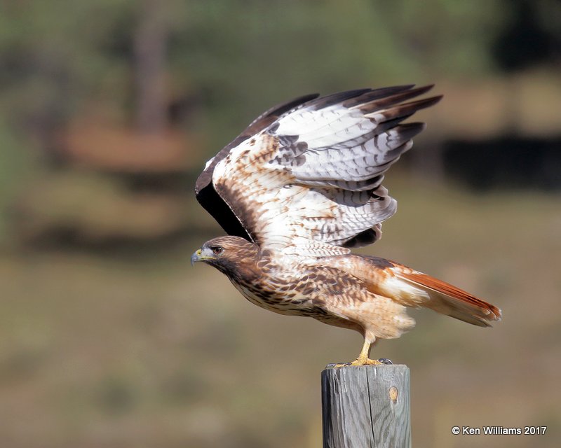 Red-tailed Hawk Western light adult, Eagle Nest, NM, 9-24-17, Jdac_14172.jpg