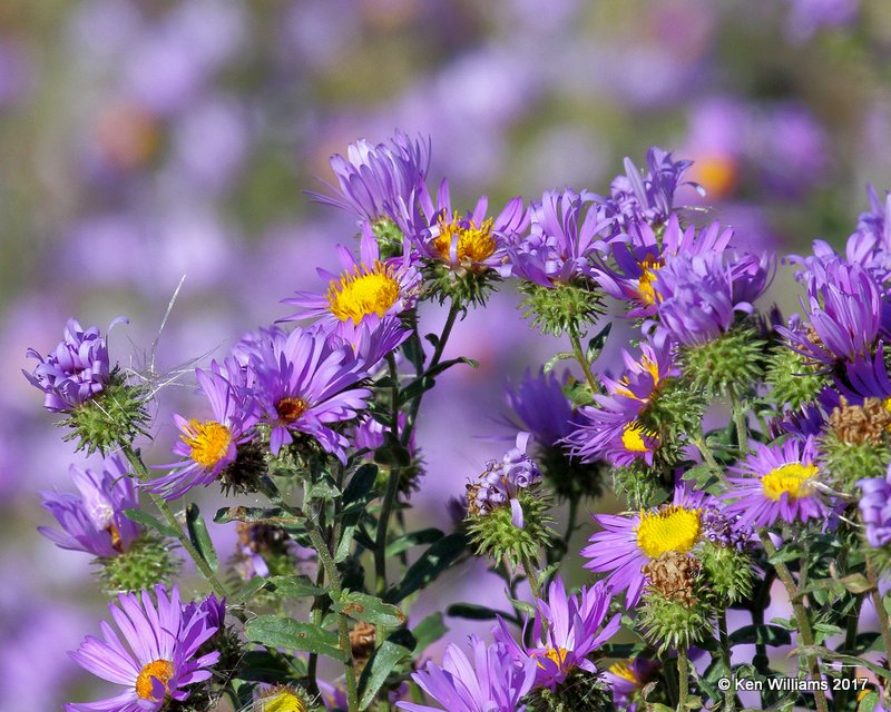 Aster, Eagle Nest, NM, 9-24-17, Jda_14279.jpg