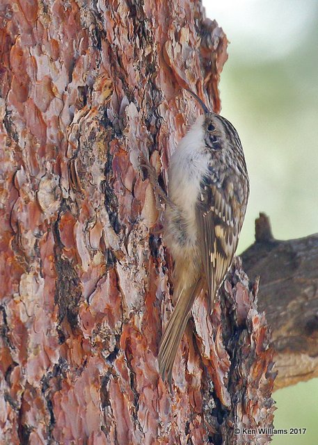 Brown Creeper