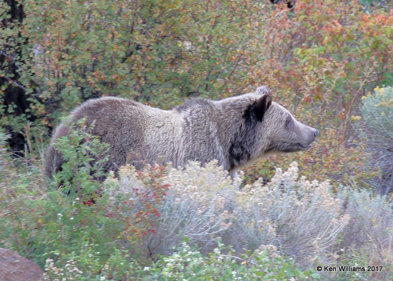 Grizzly Bear, Yellowstone NP, WY, 9-16-17, Jda_8914.jpg