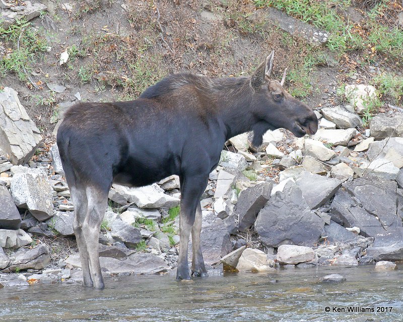 Moose bull, S. of Redstone, CO, 9-22-17, Rda_52429.jpg