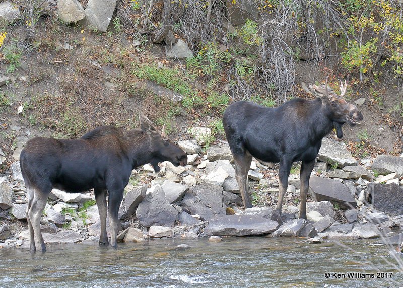 Moose bulls, S. of Redstone, CO, 9-22-17, Rda_52456.jpg