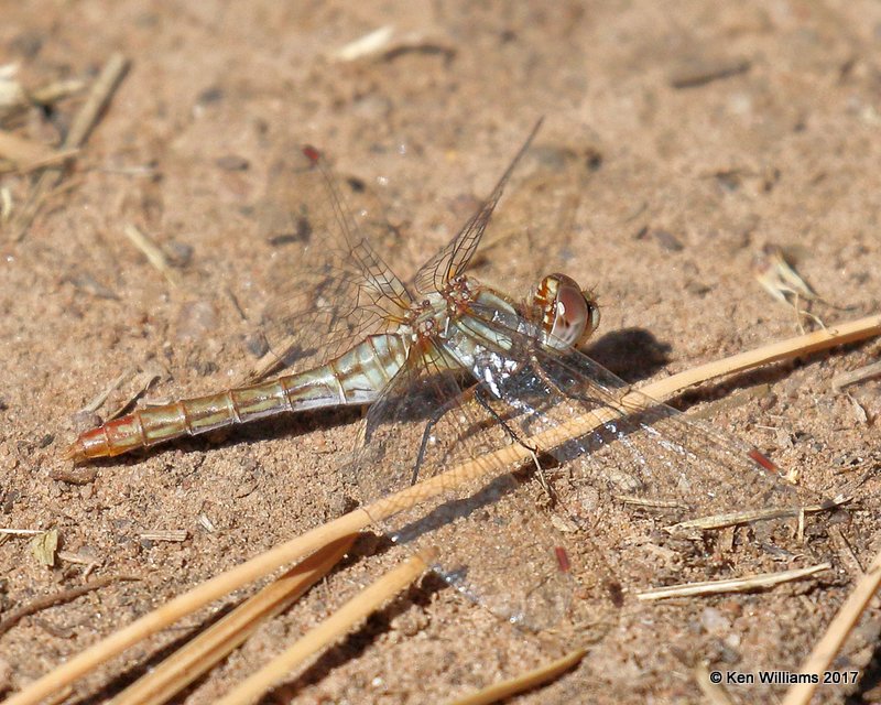 Striped Meadowhawk female, Flaming Gorge Lake, UT, 9-20-17, Jda_51666.jpg