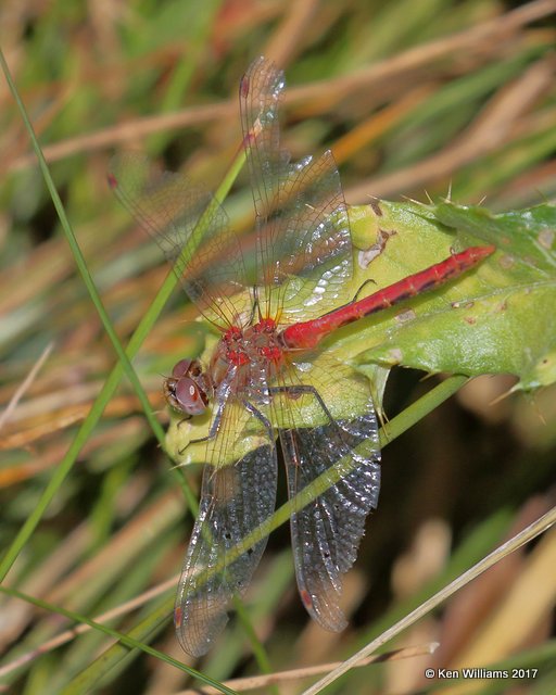 Striped Meadowhawk male, Flaming Gorge Lake, UT, 9-20-17, Jda_51612.jpg