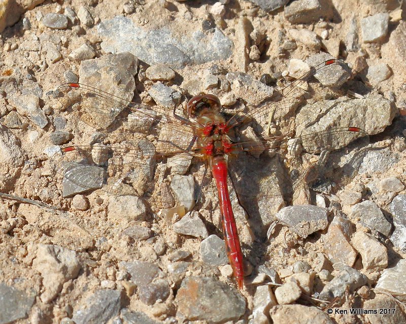 Striped Meadowhawk male, Flaming Gorge Lake, UT, 9-20-17, Jda_51642.jpg