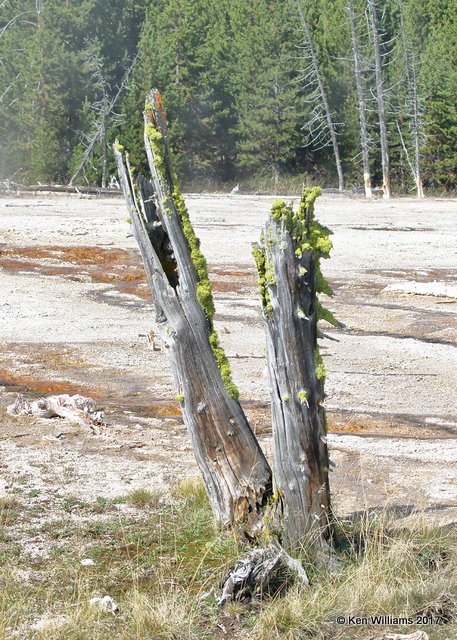 Lichen's on Stump Yellowstone NP, WY, 9-17-17, Jda_50524.jpg