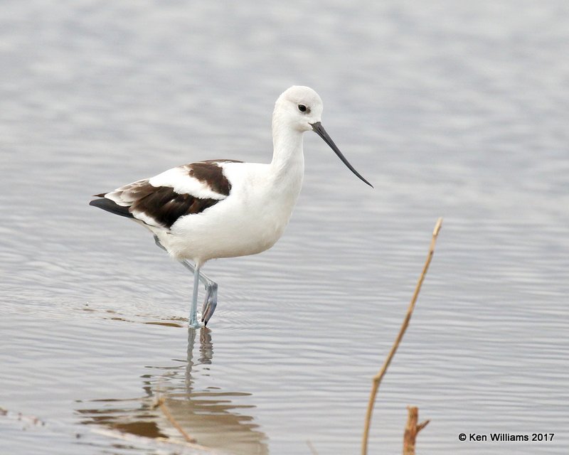 Amereican Avocet, Hackberry Flats WMA, Tillman Co, OK, 9-28-17, Jda_14706.jpg