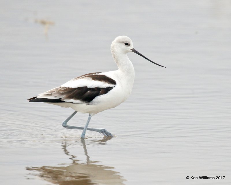 Amereican Avocet, Hackberry Flats WMA, Tillman Co, OK, 9-28-17, Jda_14712.jpg