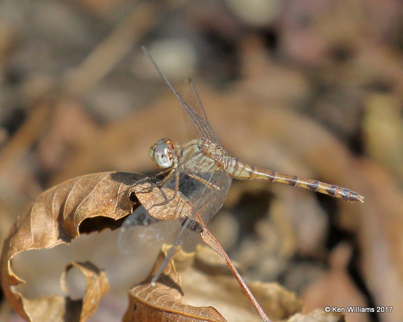 Blue-faced Meadowhawk female, Chouteau PHA, Wagoner Co. OK, 10-6-17, Jda_15088.jpg