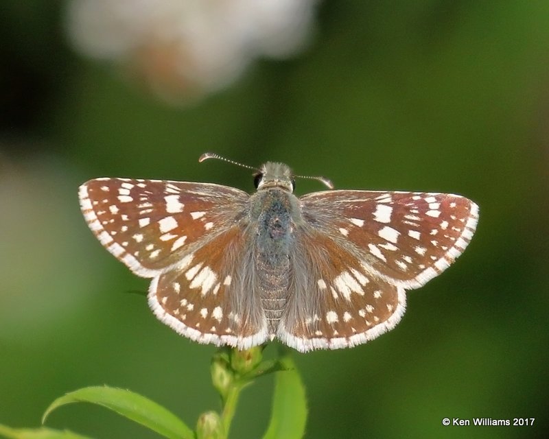 Common Checkered Skipper, Below Fort Gibson Dam, Cherokee Co. OK, 10-6-17, Jda_14826.jpg