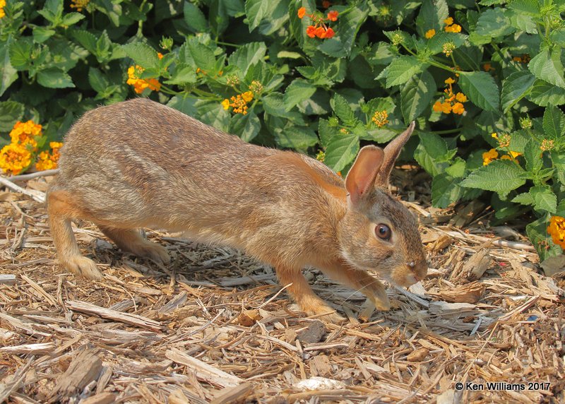 Eastern Cottontail Rabbit, Rogers Co yard, OK, 9-5-17, Jda_13749.jpg