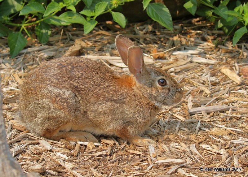 Eastern Cottontail Rabbit, Rogers Co yard, OK, 9-5-17, Jda_13759.jpg