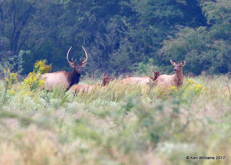Elk, Carter Co, OK, 9-28-17, Jda_14808.jpg