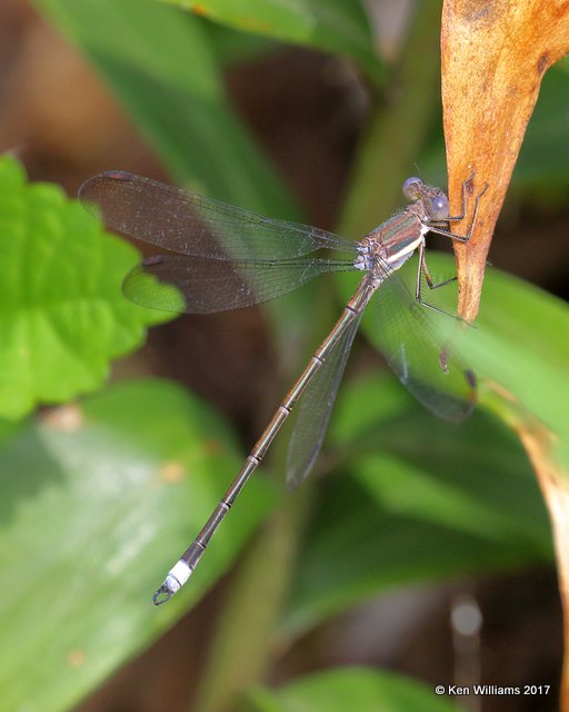 Great Spreadwing, Tulsa Botanic Garden, Tulsa, OK, 9-12-17, Jda_13967.jpg