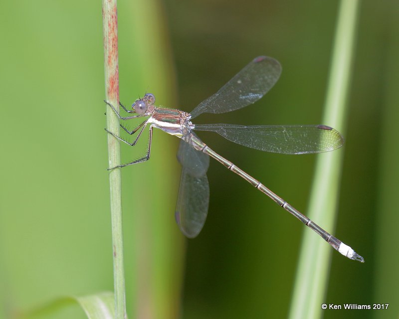 Great Spreadwing, Tulsa Botanic Garden, Tulsa, OK, 9-12-17, Jda_13980.jpg