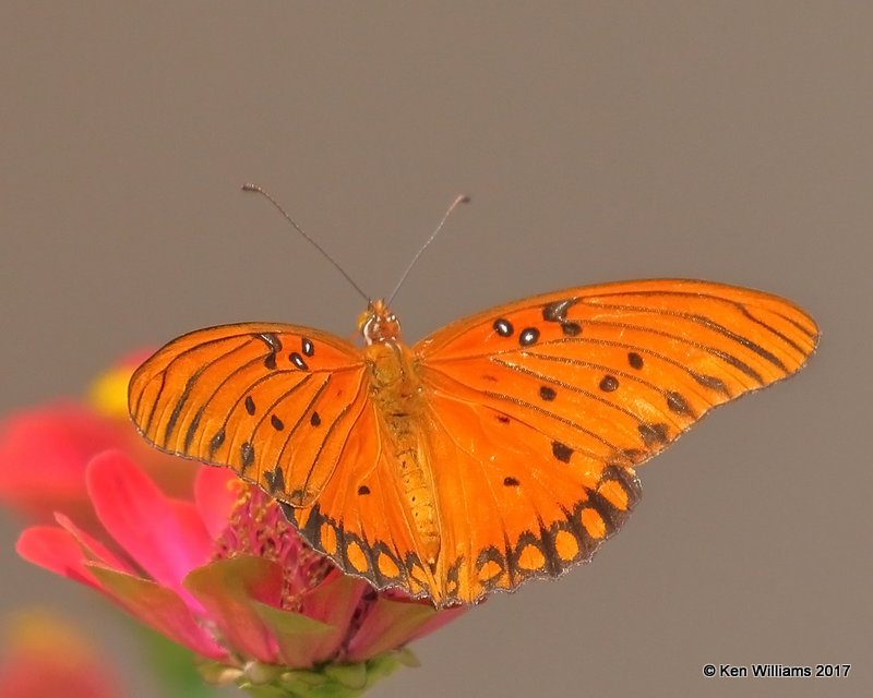 Gulf Fritillary, Rogers Co yard, OK, 9-5-17, Jda_13708.jpg