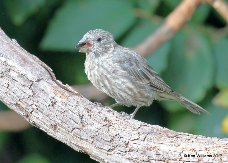 House Finch female, Rogers Co yard, OK, 9-13-17, Jda_14027.jpg