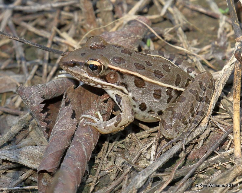 Leopard Frog, Chouteau PHA, Wagoner Co. OK, 10-6-17, Jda_15080.jpg