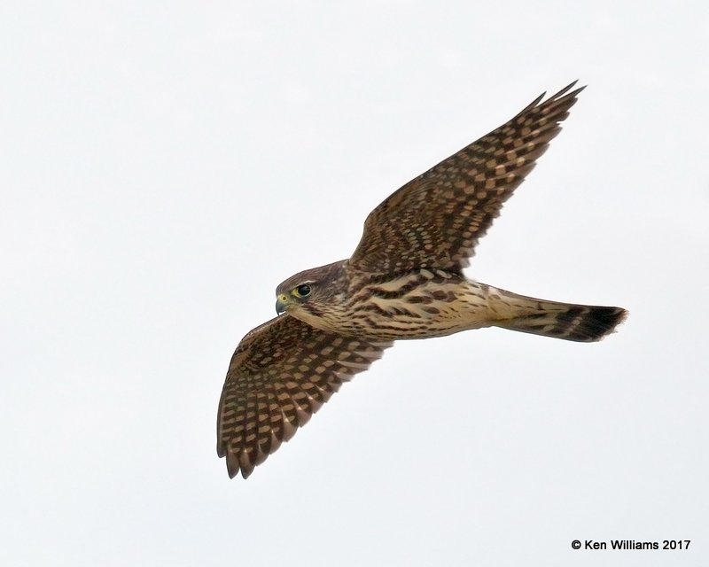 Merlin, N. of Pawhuska, Osge Co, OK, 10-23-17, Jdaa_15237-6.jpg