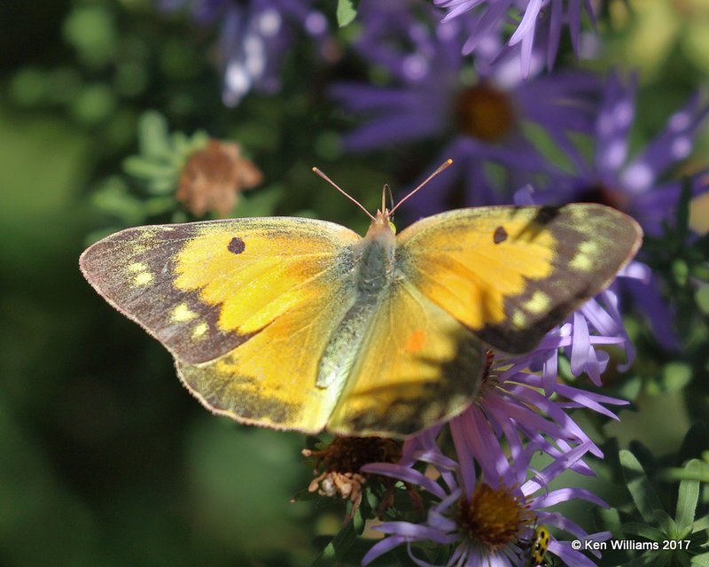 Clouded Sulphur, Rogers Co yard, OK, 10-16-17, Jda_15175.jpg