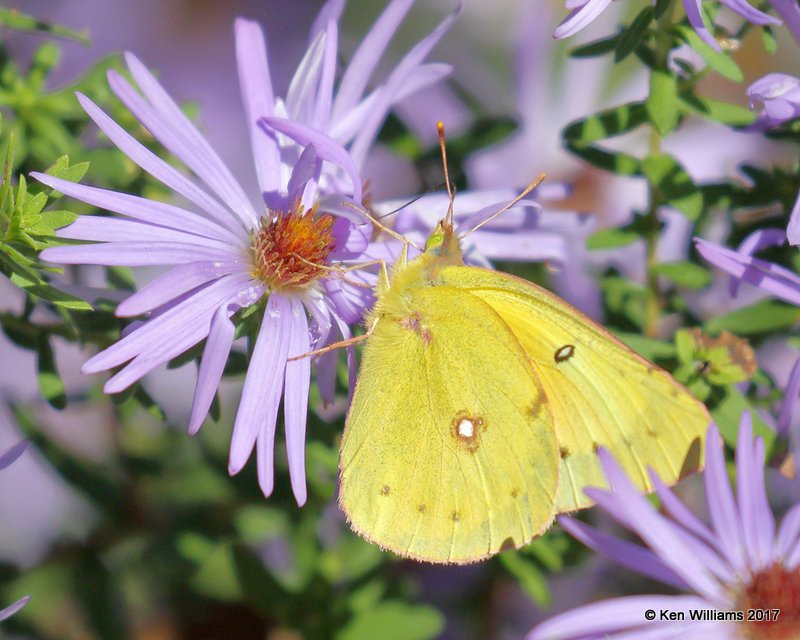 Clouded Sulphur, Rogers Co yard, OK, 10-16-17, Jda_15181.jpg