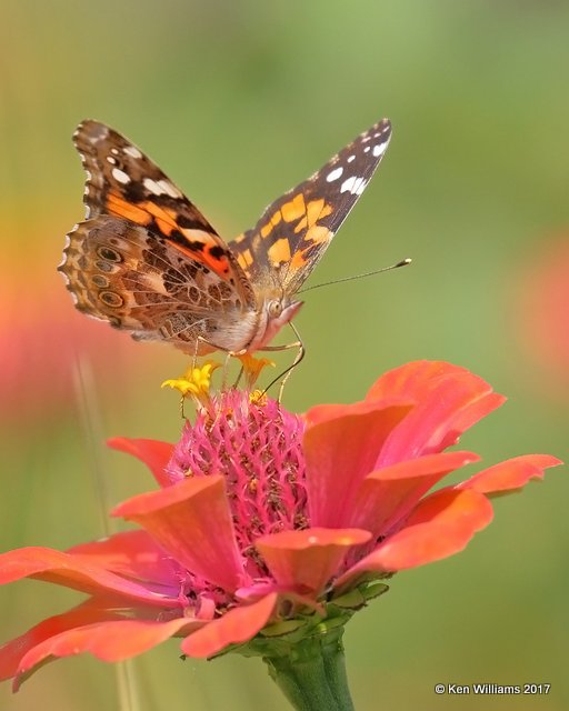 Painted Lady, Rogers Co yard, OK, 9-5-17, Jda_13781.jpg