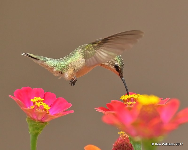 Ruby-throated Hummingbird female, Rogers Co yard, OK, 9-5-17, Jda_13639.jpg