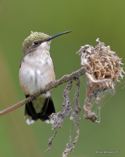 Ruby-throated Hummingbird female, Rogers Co yard, OK, 9-5-17, Jda_13836.jpg