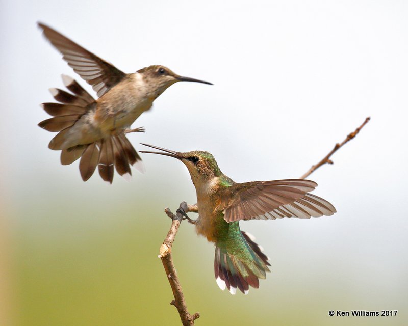 Ruby-throated Hummingbird immature male & female, Rogers Co yard, OK, 9-5-17, Jda_13462.jpg