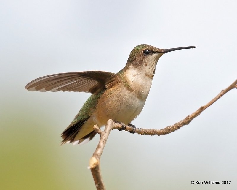 Ruby-throated Hummingbird immature male, Rogers Co yard, OK, 9-5-17, Jda_13452.jpg