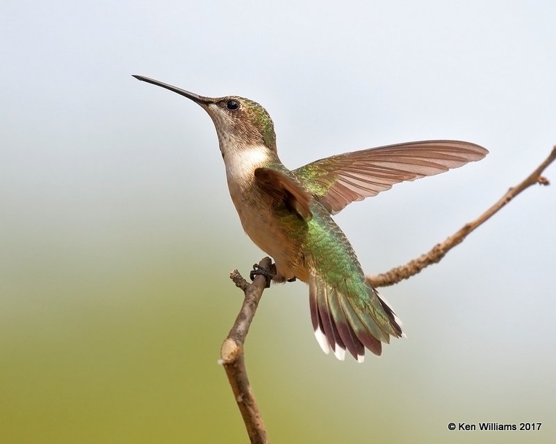 Ruby-throated Hummingbird immature male, Rogers Co yard, OK, 9-5-17, Jda_13469.jpg