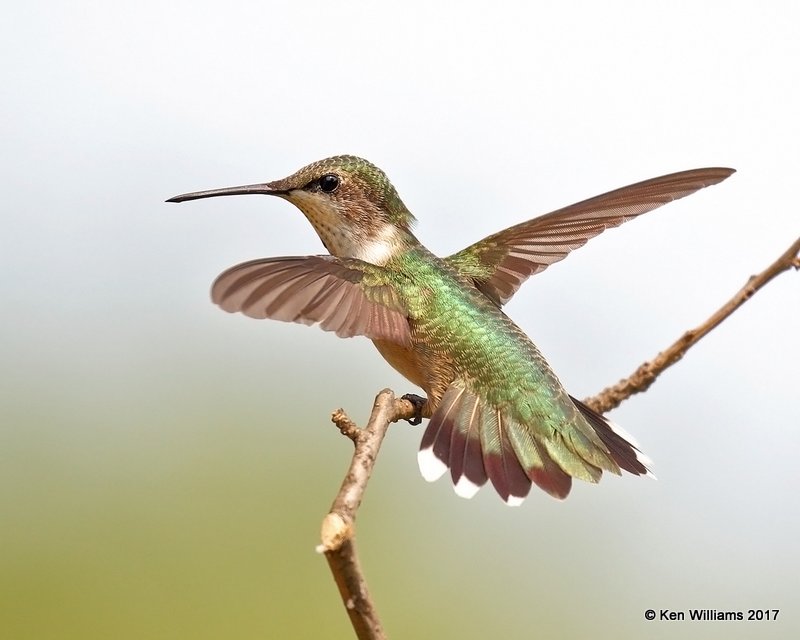 Ruby-throated Hummingbird immature male, Rogers Co yard, OK, 9-5-17, Jda_13482.jpg